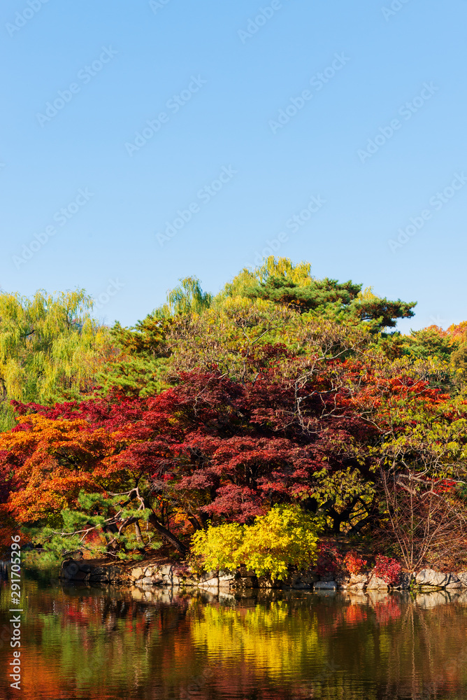 The reflection on water from colorful autumn leaves with the blue sky in the autumn season. The reflection on water from colorful autumn leaves with the blue sky in the autumn season.