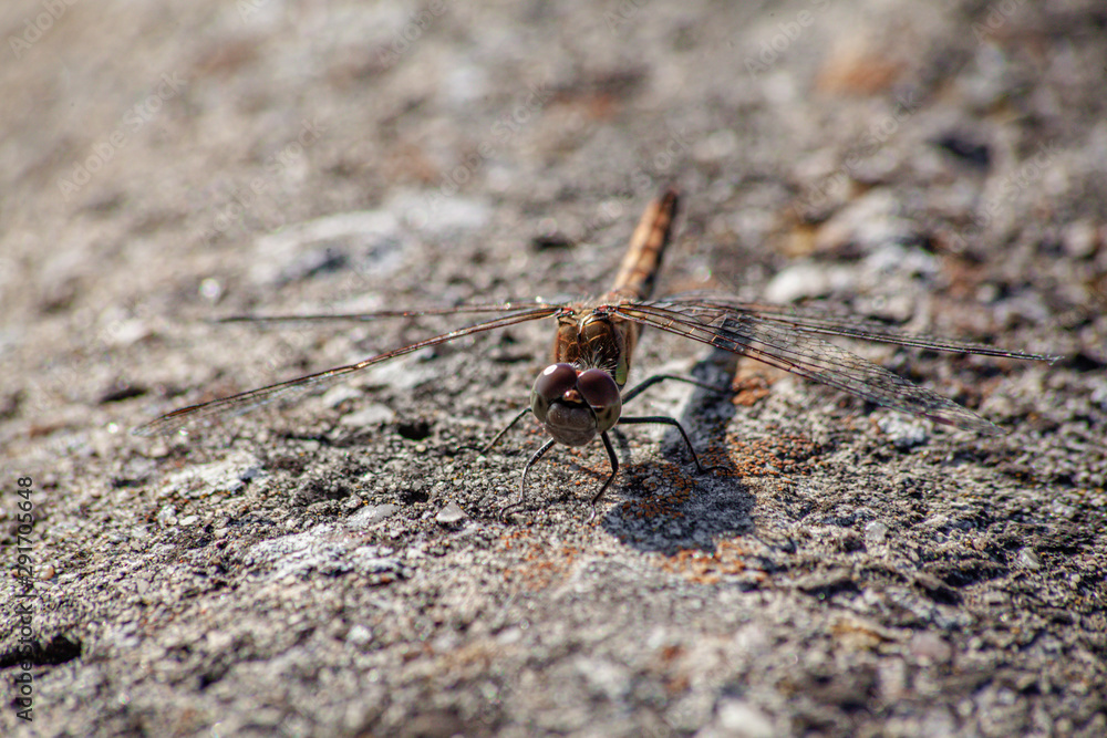 Dragonfly sunning itself on a concrete wall. Dragonfly sunning itself on a concrete wall.