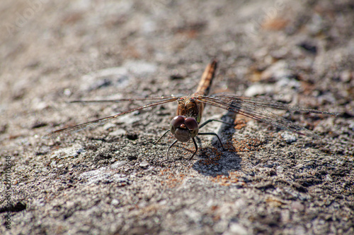 Dragonfly sunning itself on a concrete wall.