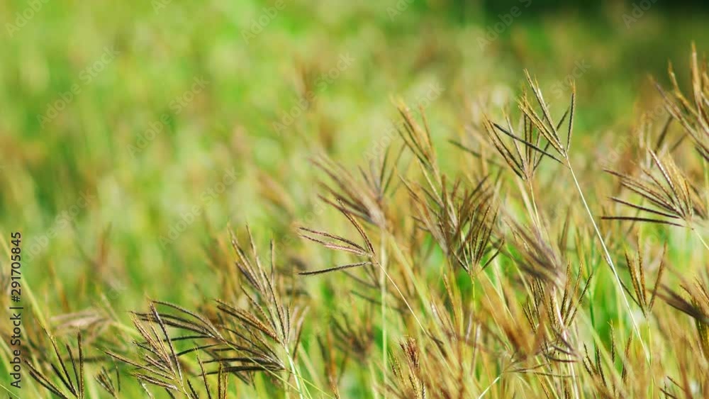 Golden grass flower in the morning at sunrise with golden sunshine. Golden grass flower in the morning at sunrise with golden sunshine.