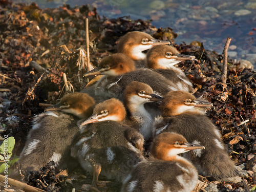 The common merganser (North American) or goosander (Eurasian) (Mergus merganser).