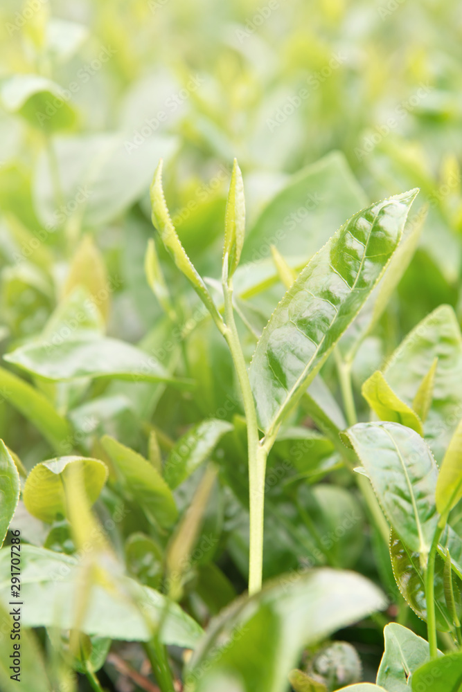 Obraz premium Beautiful green tea crop leaf in the morning with sun flare sunlight, fresh sprout on the tree plant design concept, close up, macro.