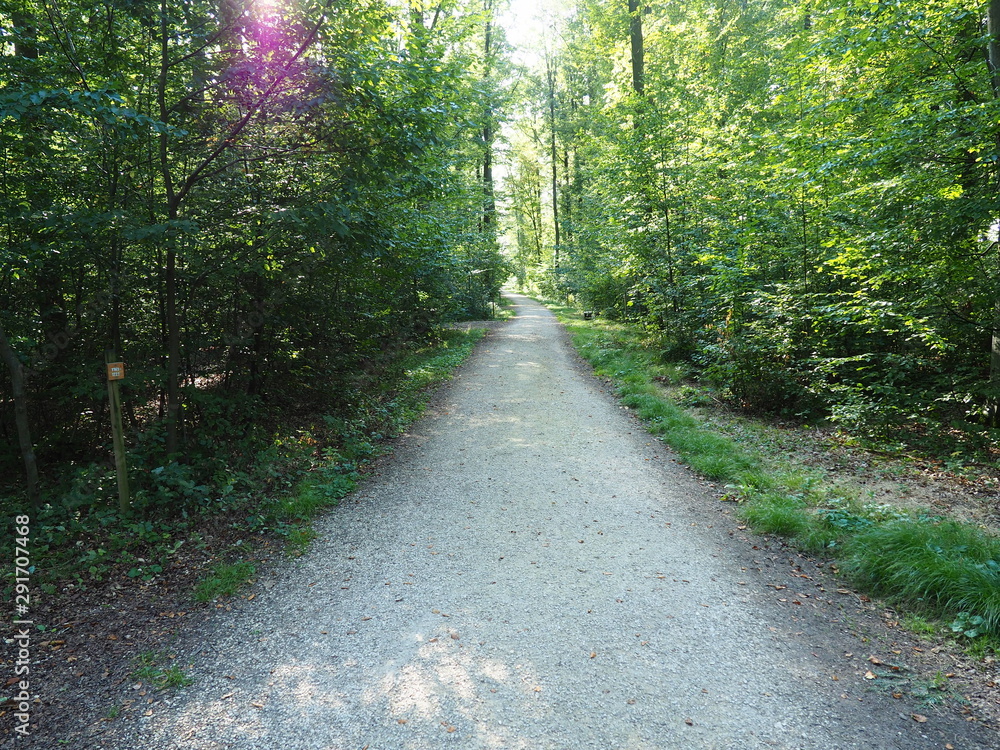 waldweg waldweg