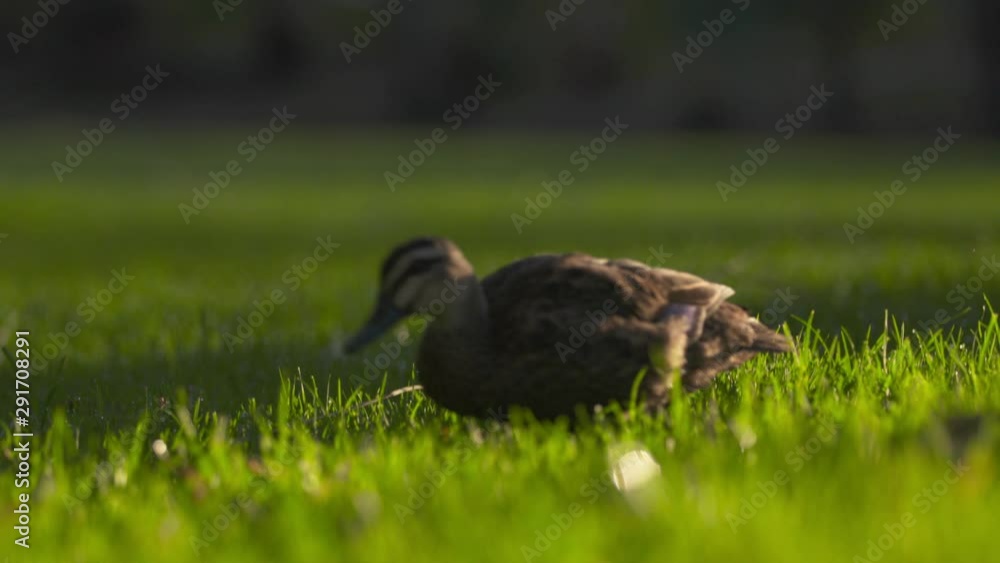 A long shot of a duck walking across a field A long shot of a duck walking across a field