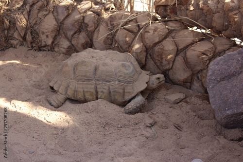 300 years old big turtle photo