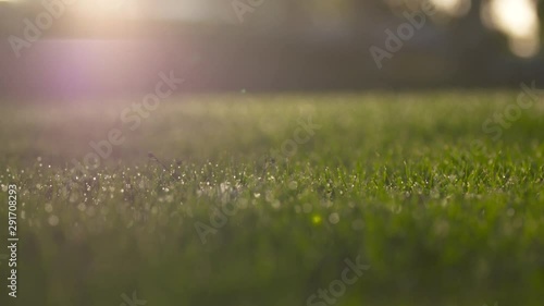 A long shot of a duck walking across a field photo