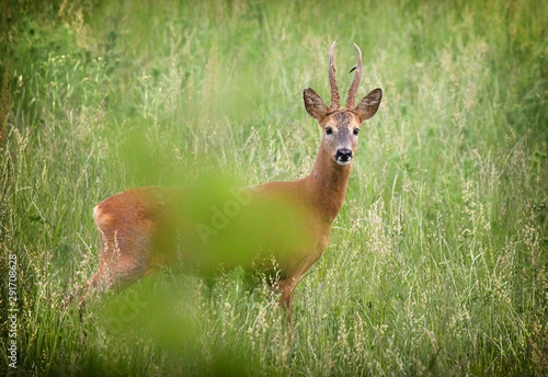 Wallpaper Mural Deer buck in the wild Torontodigital.ca