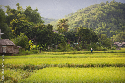 landscape mai chau with rice field photo