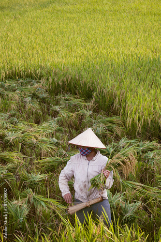 vietnamese farmer while rice harvest, copy space