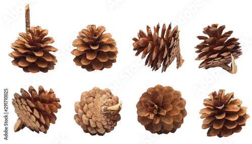 set of pine cones isolated on a white background