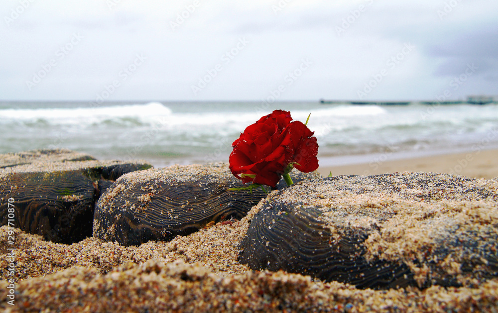 Funeral flower, lonely red rose flower at the beach, water background