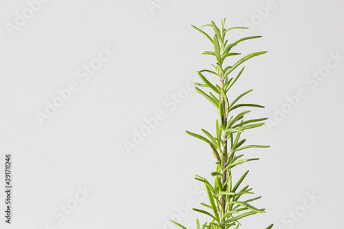 Branch of plant Rosemary at home on white background