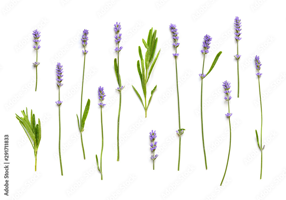 Naklejka Lavender flowers on a white