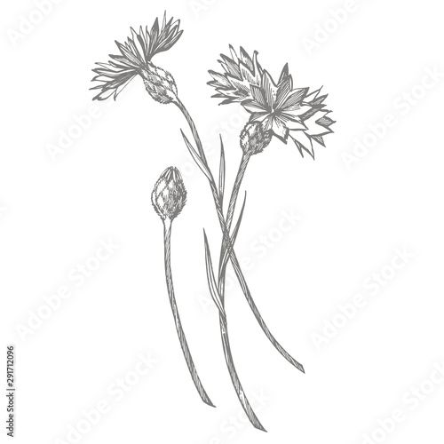 Blue Cornflower Herb or bachelor button flower bouquet isolated on white background. Set of drawing cornflowers, floral elements, hand drawn botanical illustration