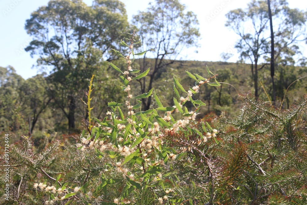 Fototapeta premium Blossom in the bushland