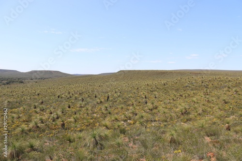 Grass Trees Landscape