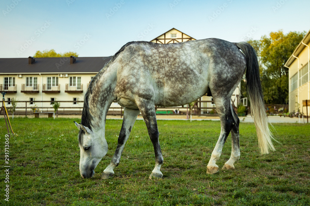 rancho yard green grass meadow and eating horse foreground with farming house on background rancho yard green grass meadow and eating horse foreground with farming house on background