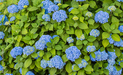 Beautiful blue hydrangea shrub blooming in the summer