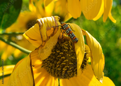Yellow Flower Orange Bug