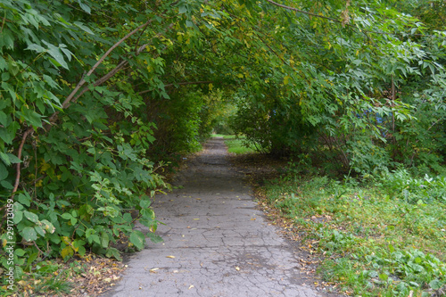 Asphalt path with an arch of green tree branches photo