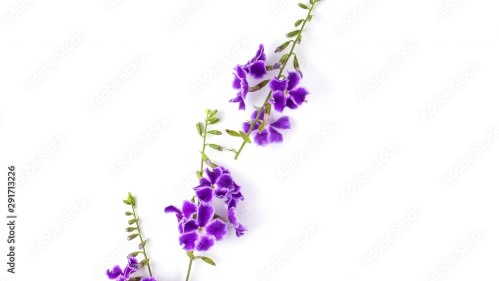 panning violet flower isolated on white . top view for background panning violet flower isolated on white . top view for background