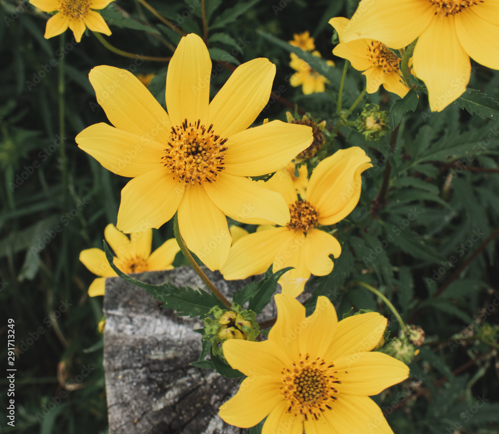 Fototapeta premium Yellow Flowers