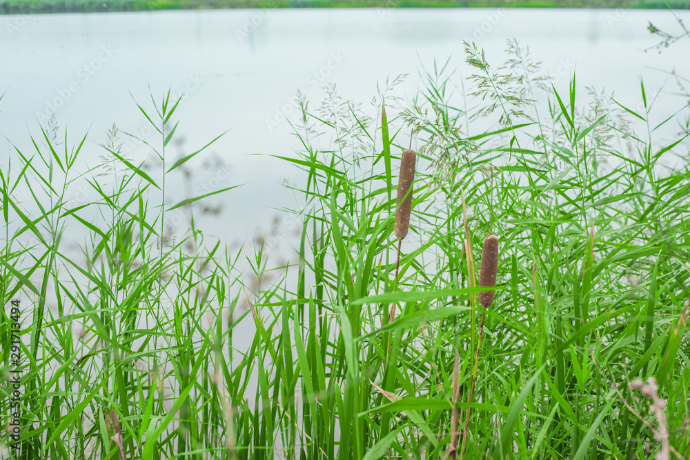 Obraz premium green grass reed on the lake