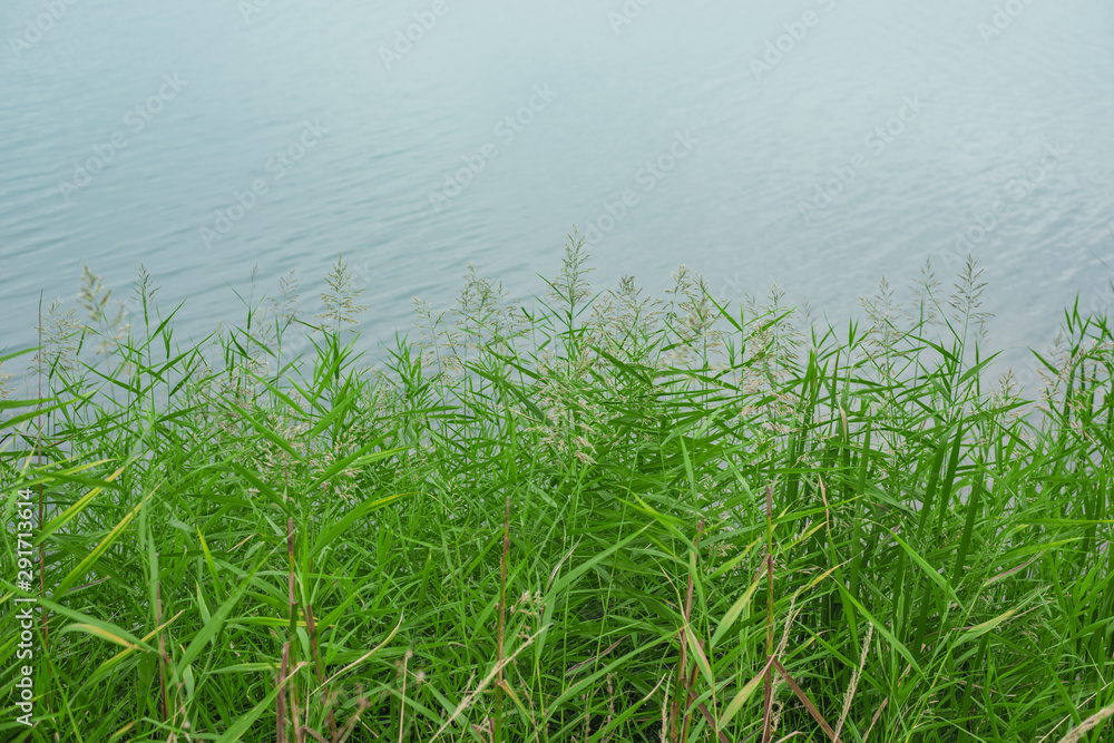 green grass reed on the lake green grass reed on the lake