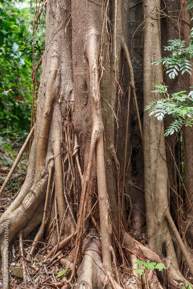 Hanging roots of an exotic tropical tree