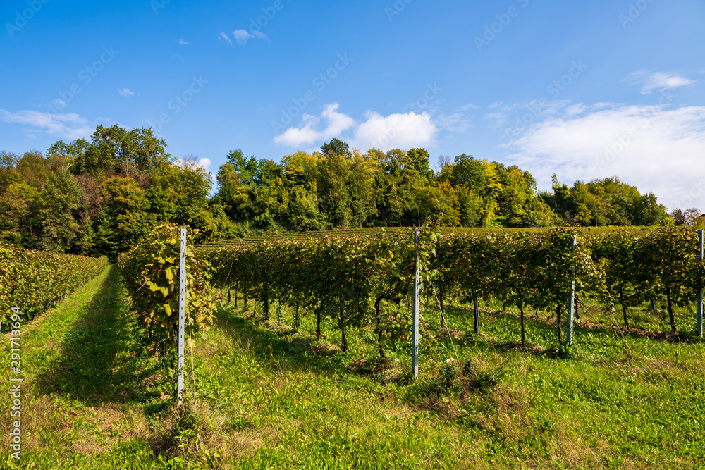 Vineyards in Valdobbiadene