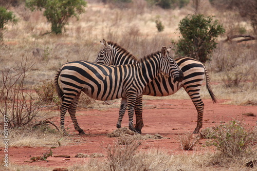 africa safari 