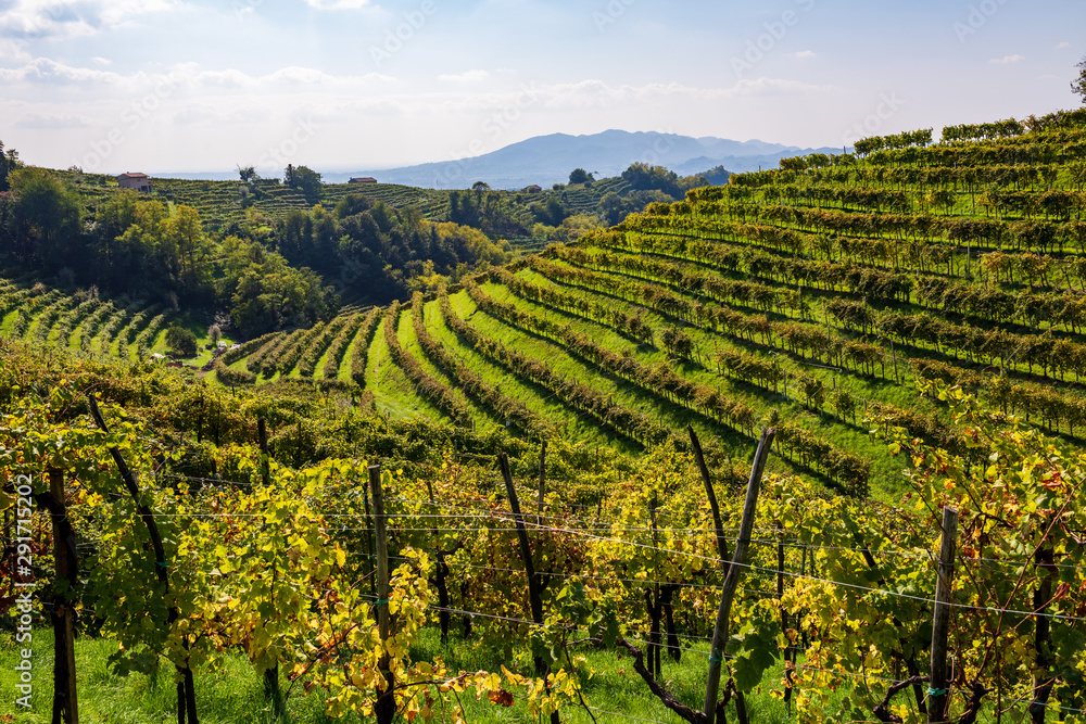 Vineyards in Valdobbiadene