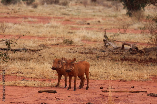 africa 