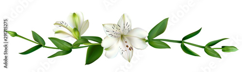 White flowers. Floral background. Leaves. Lilies.
