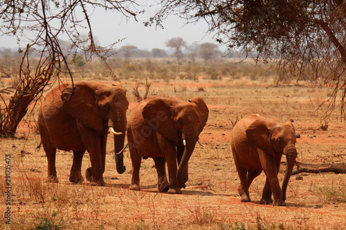 Africa, safari
