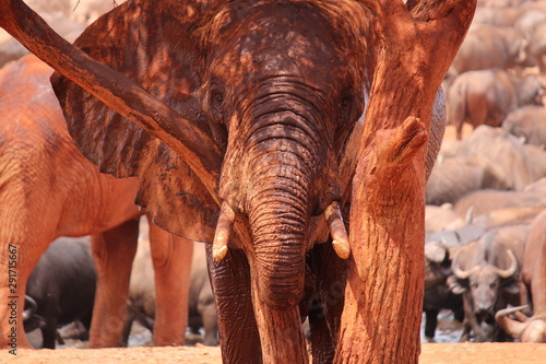 Africa, safari