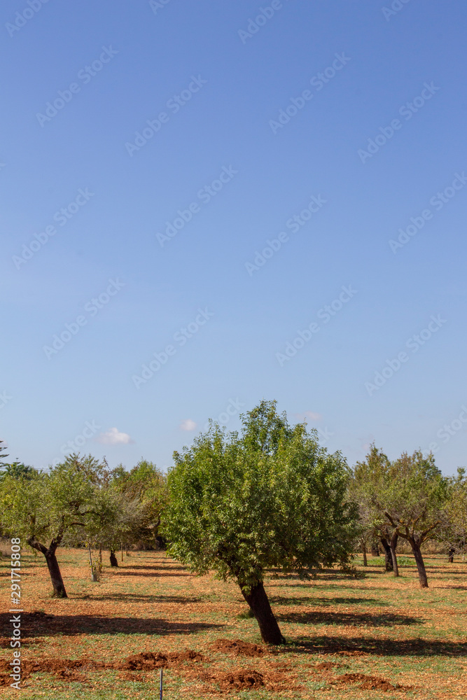 countryside with typical trees of mallorca in rural areas. countryside with typical trees of mallorca in rural areas.