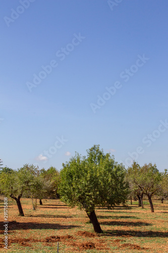 countryside with typical trees of mallorca in rural areas.