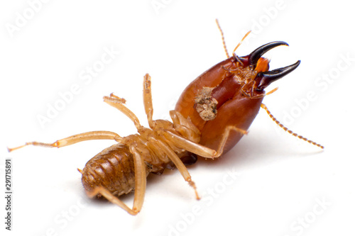 Close up termites dead on a white background. concept of insect control. © Somprasong