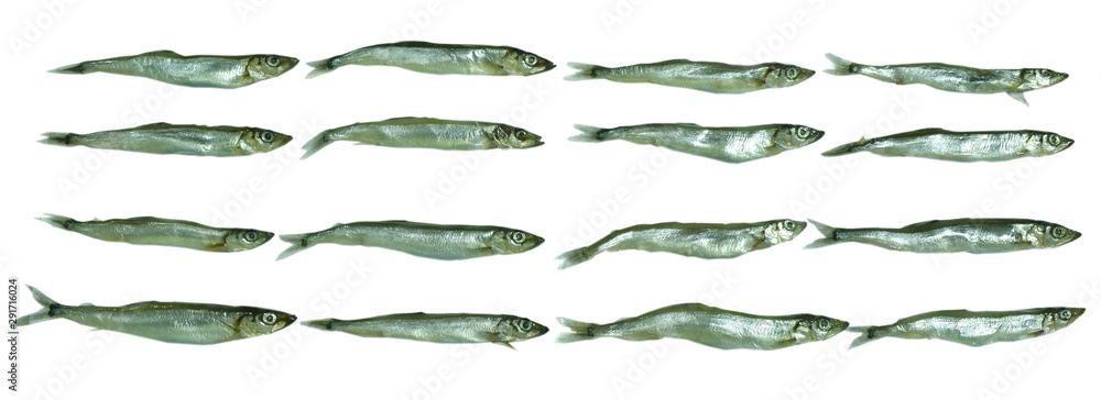 raw Capelin fish or Shishamo in Japanese language arranging on white background