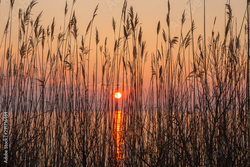 shoreline reeds in sunrise silhouette chesapeake bay southern maryland calvert county usa