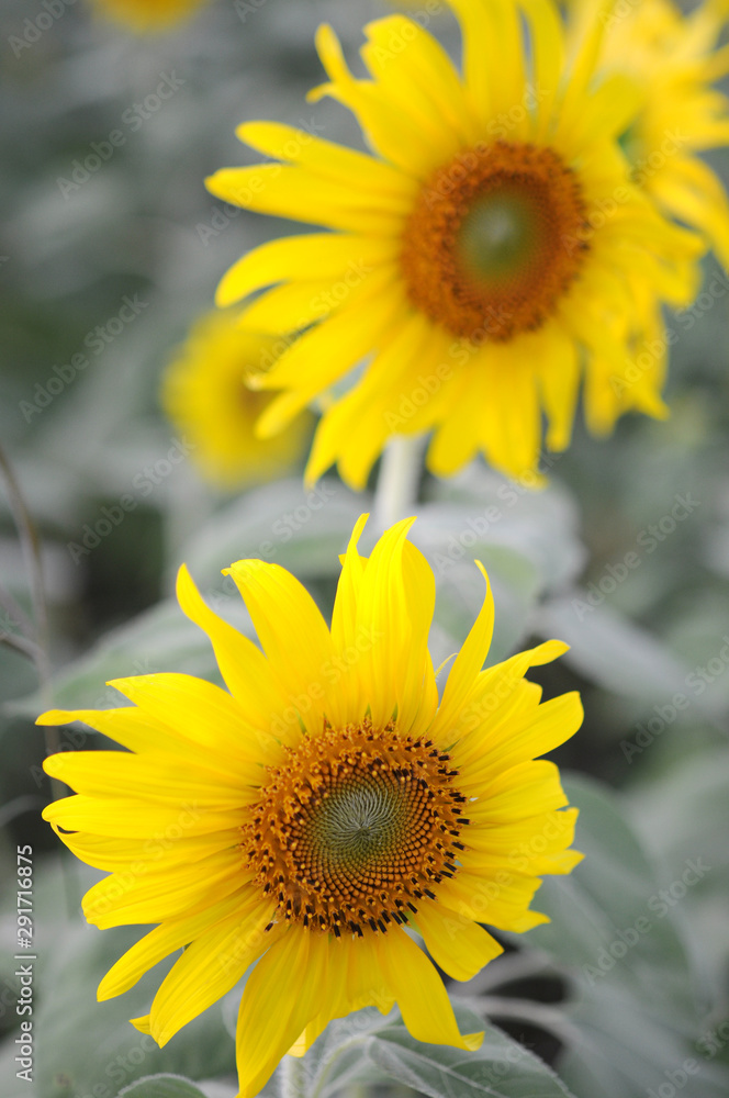 Fototapeta premium sunflower in the field
