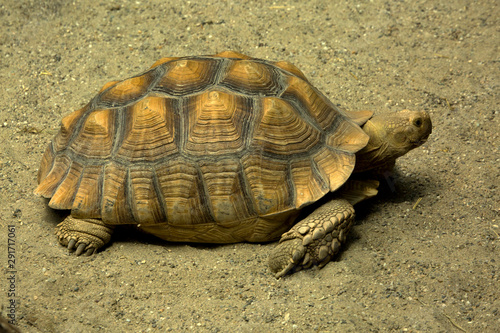 African spurred tortoise, sulcata tortoise (Centrochelys sulcata).