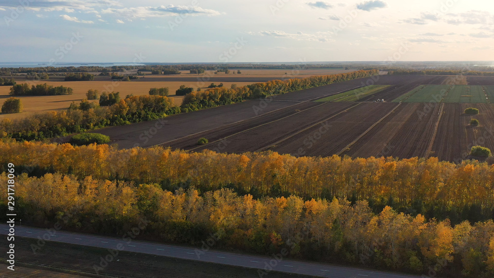 Naklejka premium The drone is flying over the forest belt. Autumn. Yellow trees. Black field.View from above.FHD