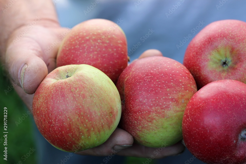 Farm fresh harvested fruits organic red & green apples presented / holding in a farmers / orchardist / mens hand, agriculture. Variety Santana, early fall / autumn spotted freshly Farm fresh harvested fruits organic red & green apples presented / holding in a farmers / orchardist / mens hand, agriculture. Variety Santana, early fall / autumn spotted freshly