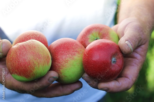 Farm fresh harvested fruits organic red & green apples presented / holding in a farmers / orchardist / mens hand, agriculture. Variety Santana, early fall / autumn white shirt Germany
