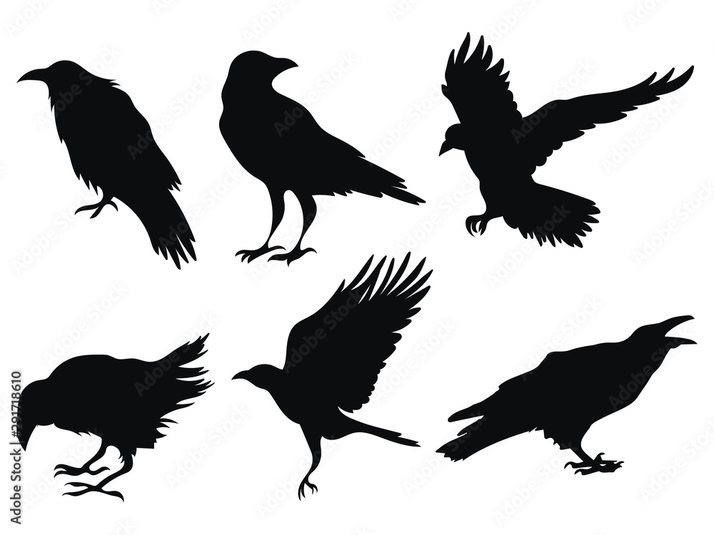The Black Silhouette of a Crow Circuit Birds Flying Rook Raven Magpie  Stock Vector  Illustration of death clip 174906283