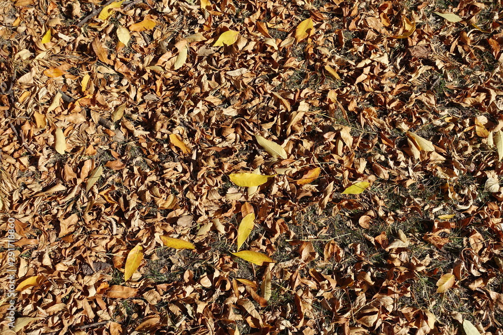 Cover of fallen leaves on the ground from above Cover of fallen leaves on the ground from above