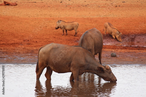 africa saafri