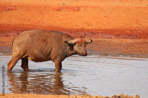 africa safari 